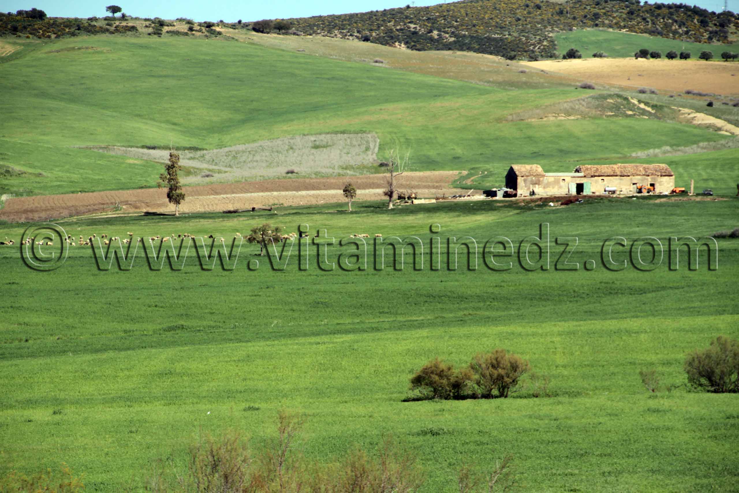 Tlemcen  Nature et paturages à la commune de Ouled Mimoun (Lamoricière - Altava)
