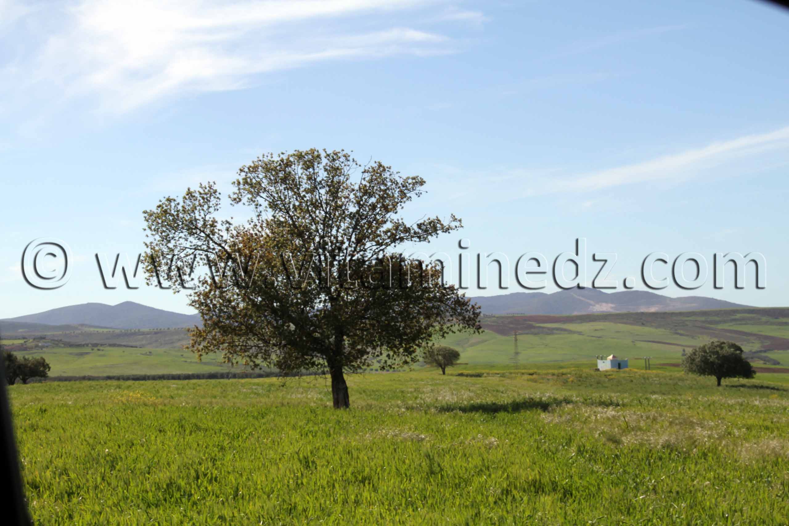 Tlemcen  Nature et paturages à la commune de Ouled Mimoun (Lamoricière - Altava)