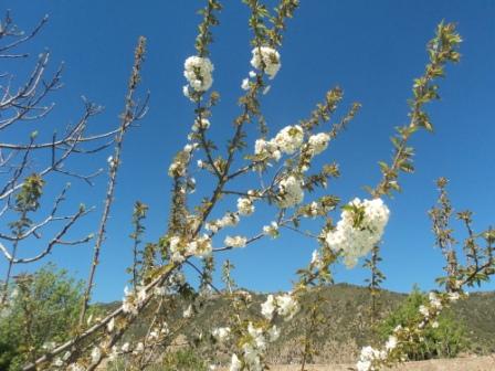 Cerisier en fleurs
