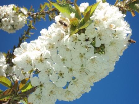 Cerisier en fleurs