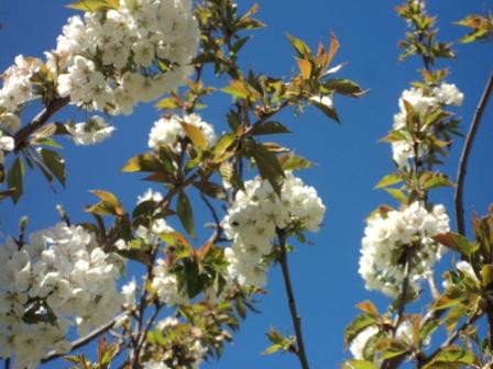 Cerisier en fleurs