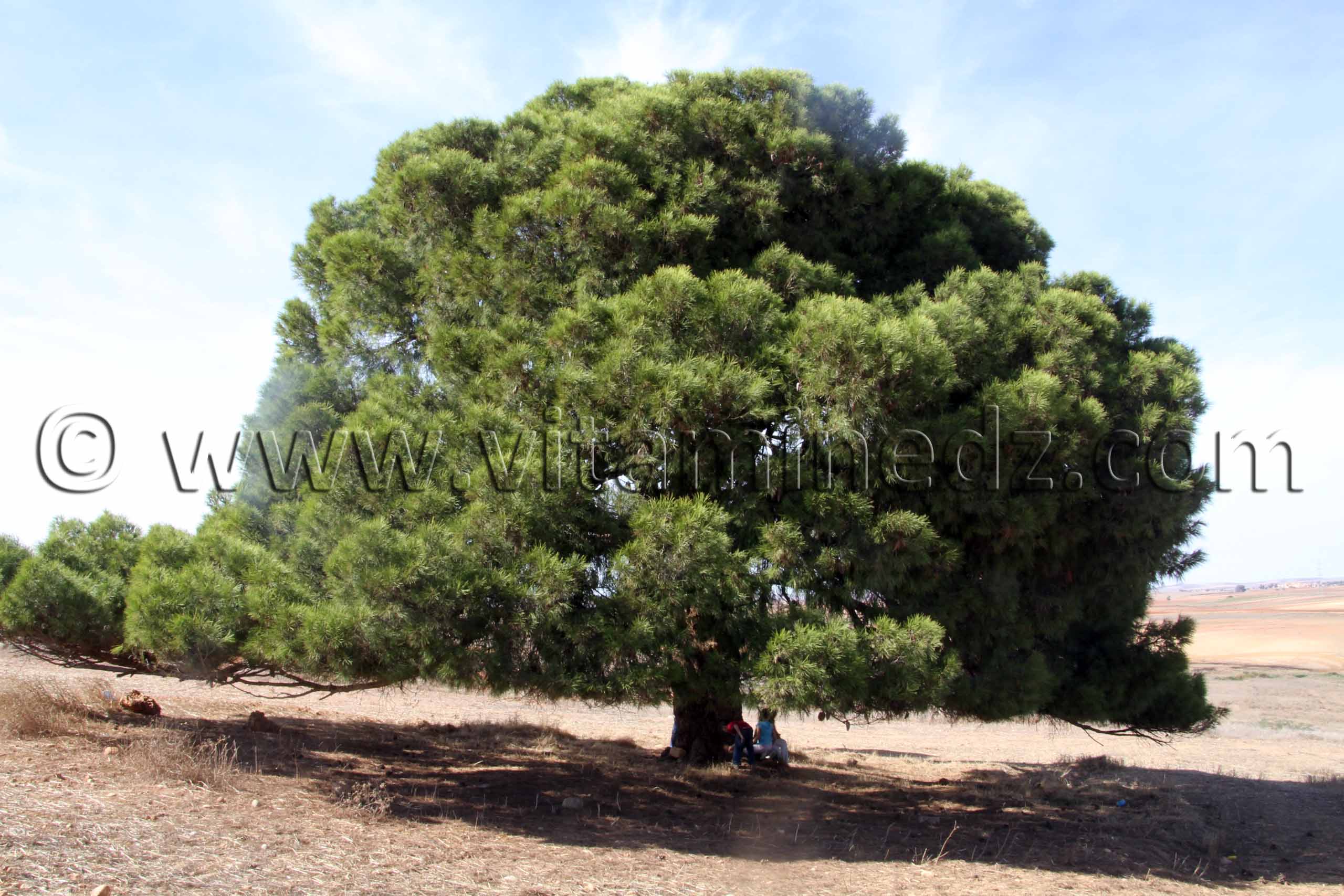 Conifère visible pres de l'autoroute non loin de hassi zahana