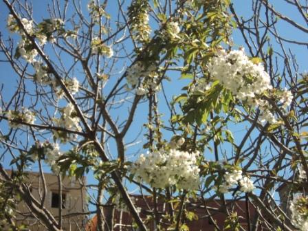 Cerisier en fleurs