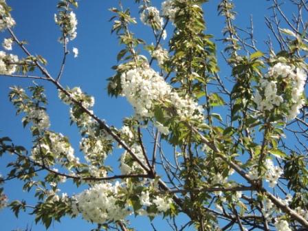 Cerisier en fleurs
