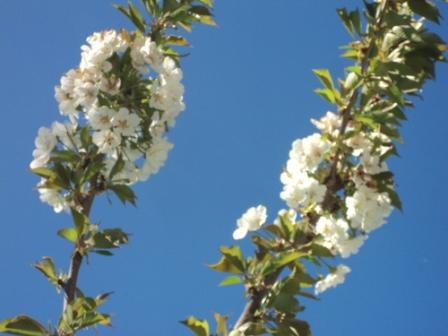 Cerisier en fleurs
