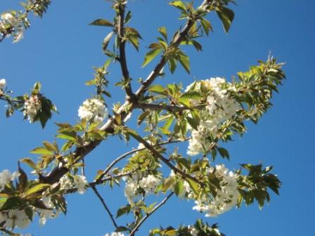Cerisier en fleurs