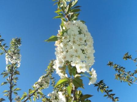 Cerisier en fleurs