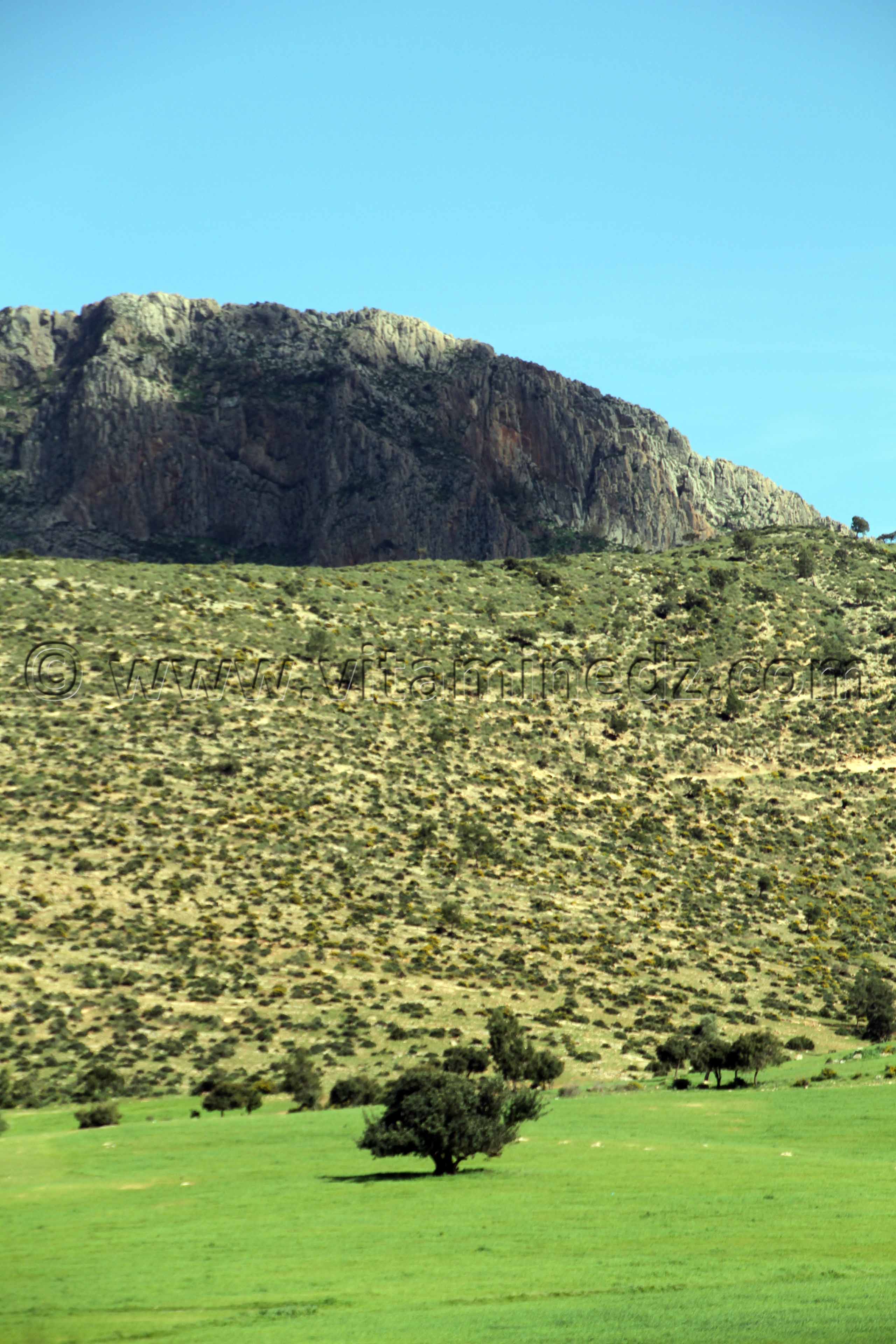 Tlemcen  Nature et paturages à la commune de Ouled Mimoun (Lamoricière - Altava)
