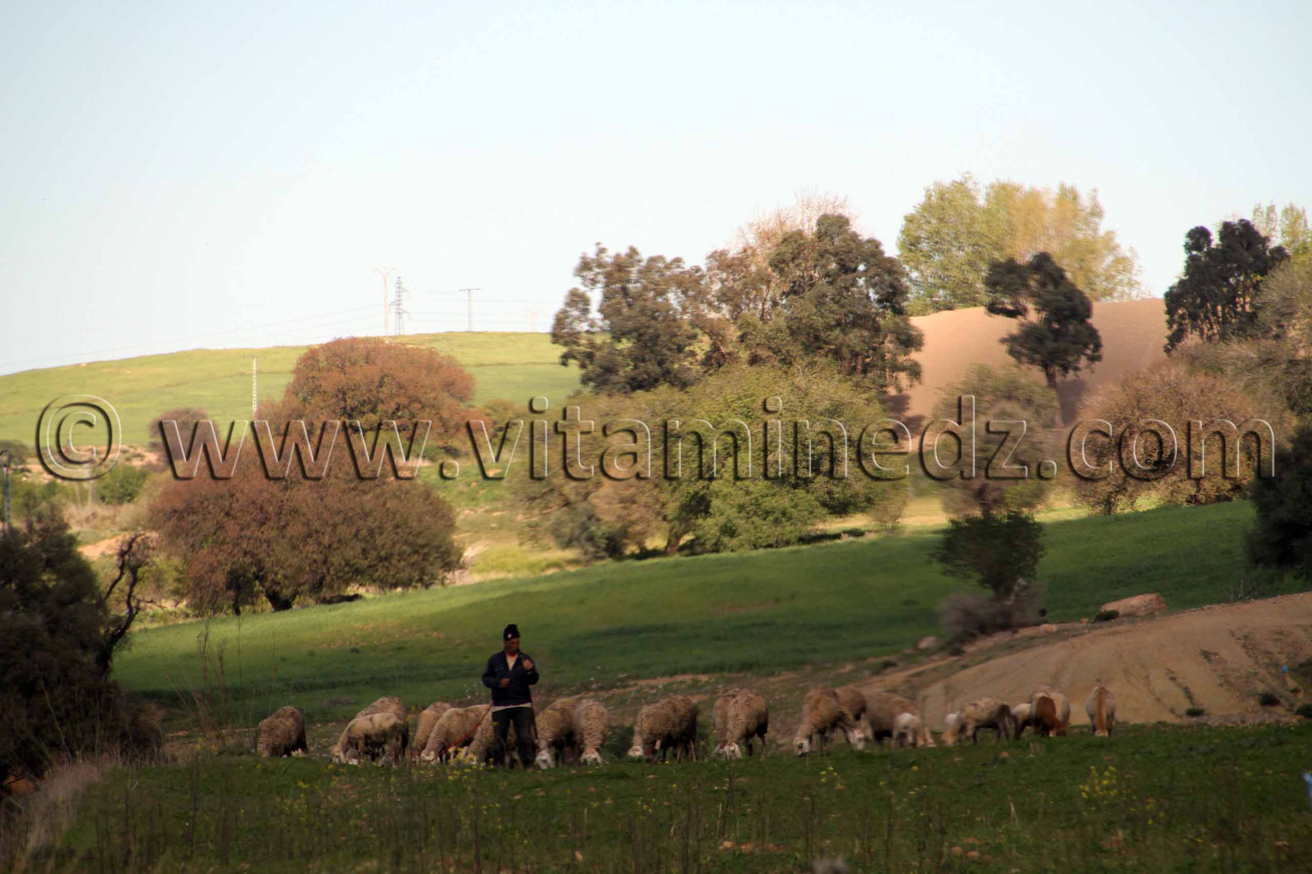 Troupeaux de moutons  Nature et paturages à la commune de Ouled Mimoun (Lamoricière - Altava)