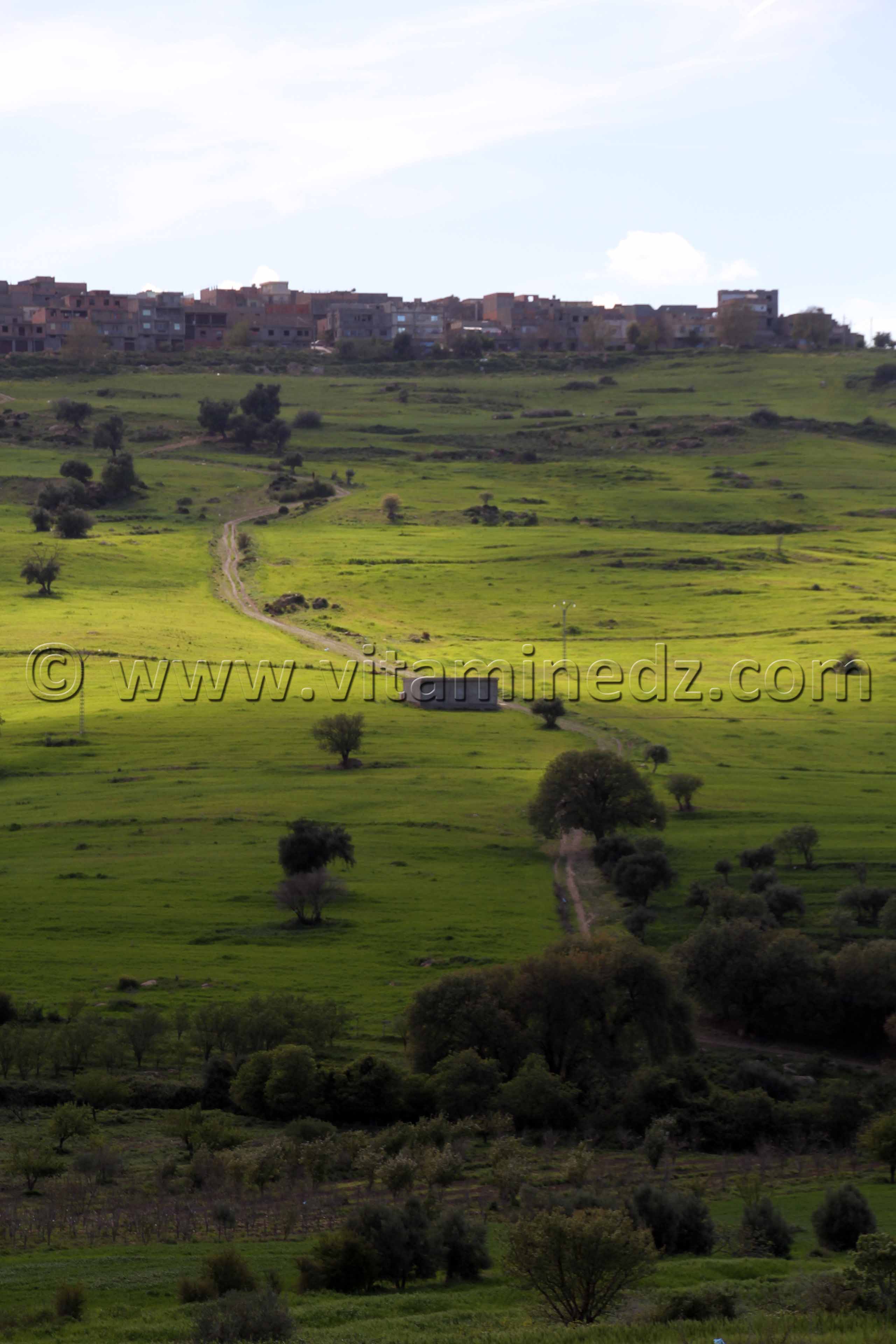 Tlemcen  Nature et paturages à la commune de Ouled Mimoun (Lamoricière - Altava)