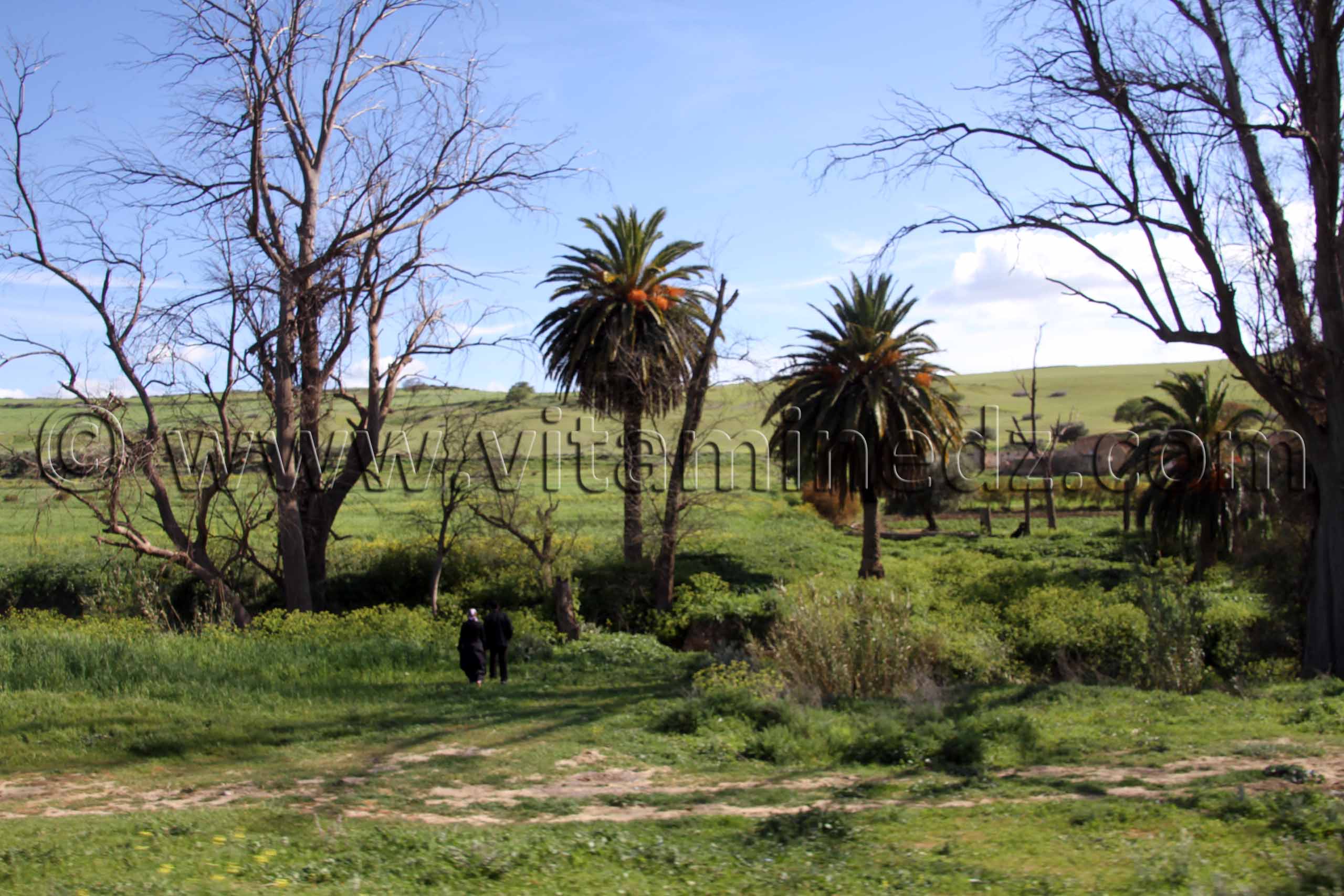 Tlemcen - Ain Tallout - Paturages verdoyants