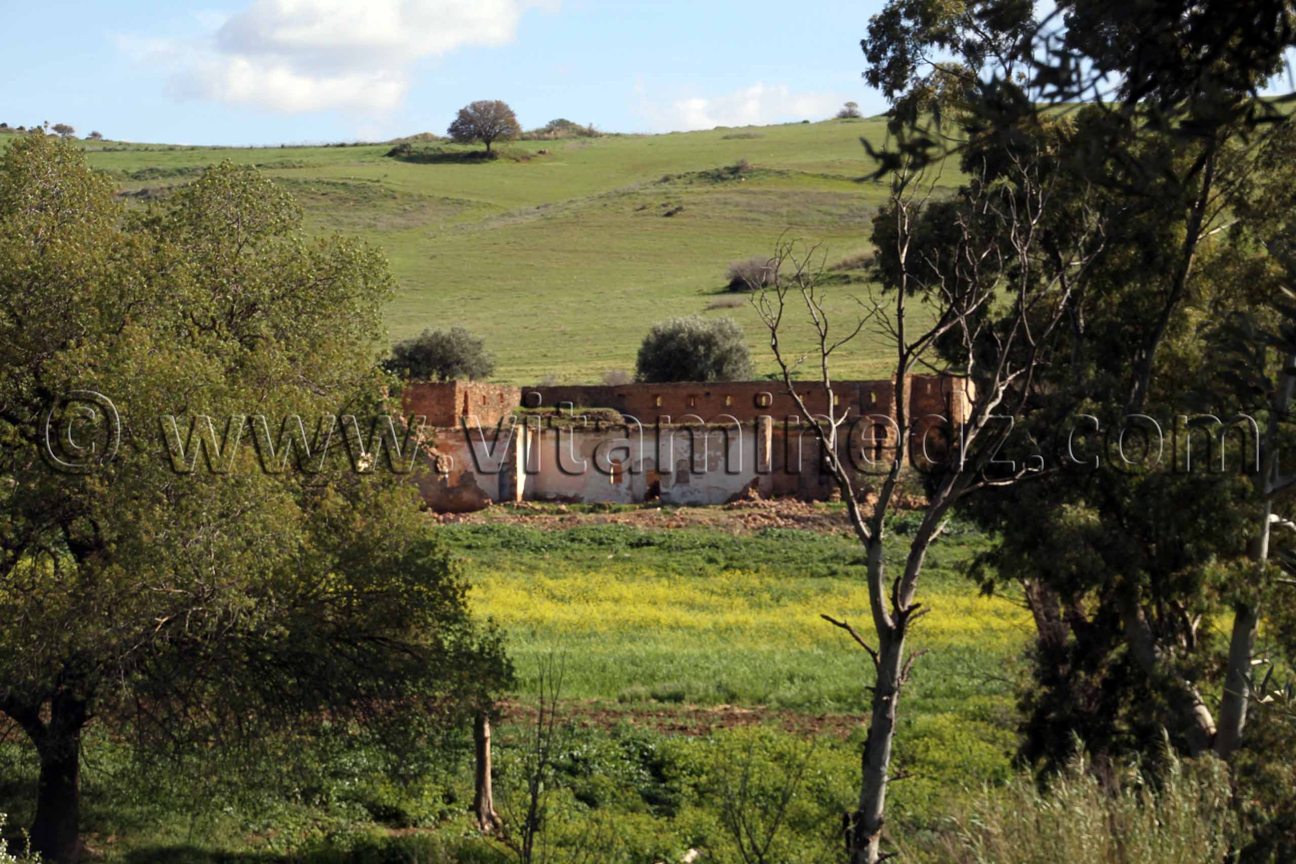 Tlemcen - Ain Tallout - Paturages verdoyants