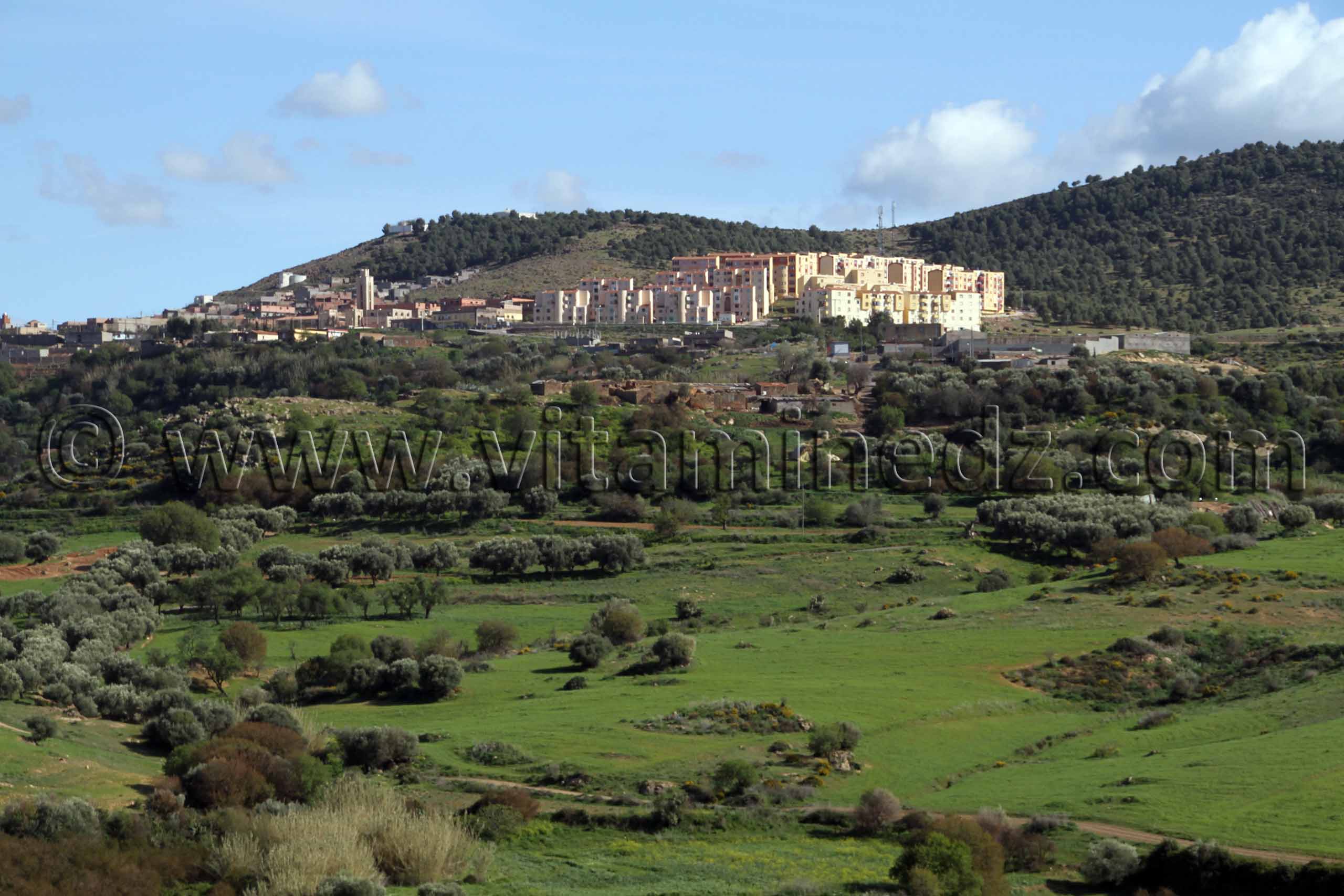 Tlemcen - Ain Tallout - Paturages verdoyants