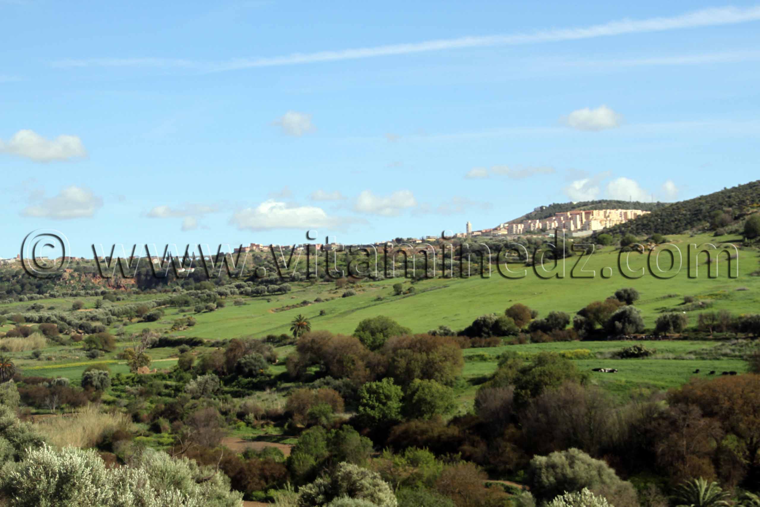 Ain Tallout (Tlemcen) - Paturages verdoyants