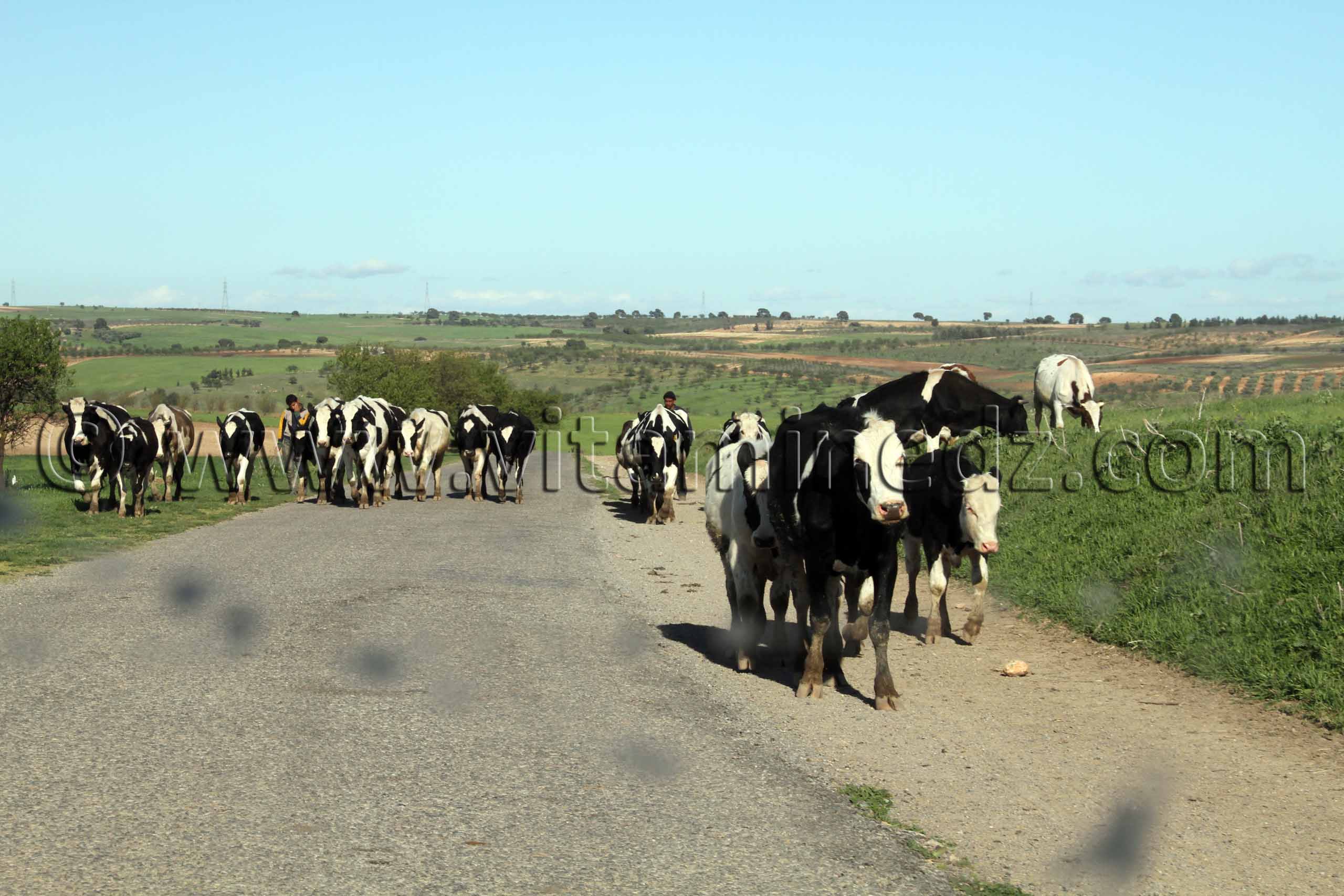 bergers à Ain Nehala - commune de Ain Nekrouf,