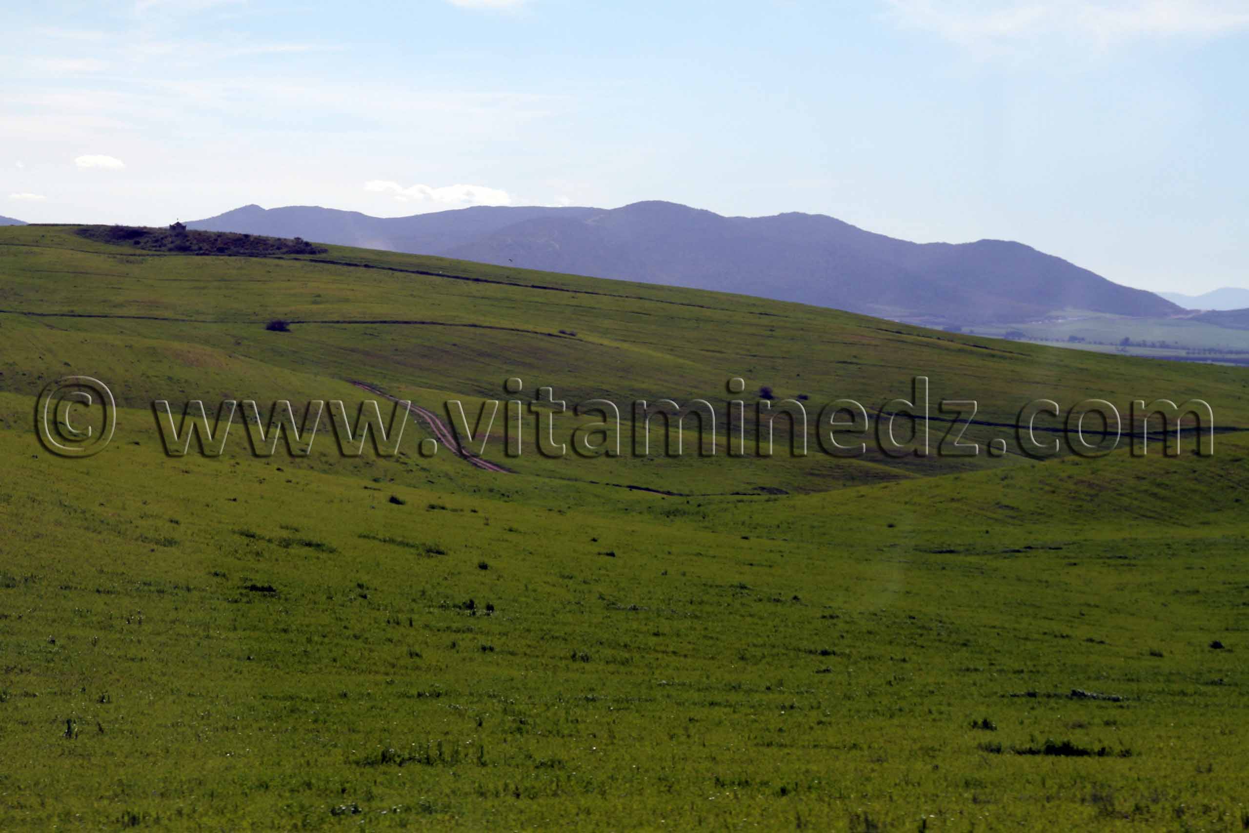 commune de Ain Nekrouf, paturages