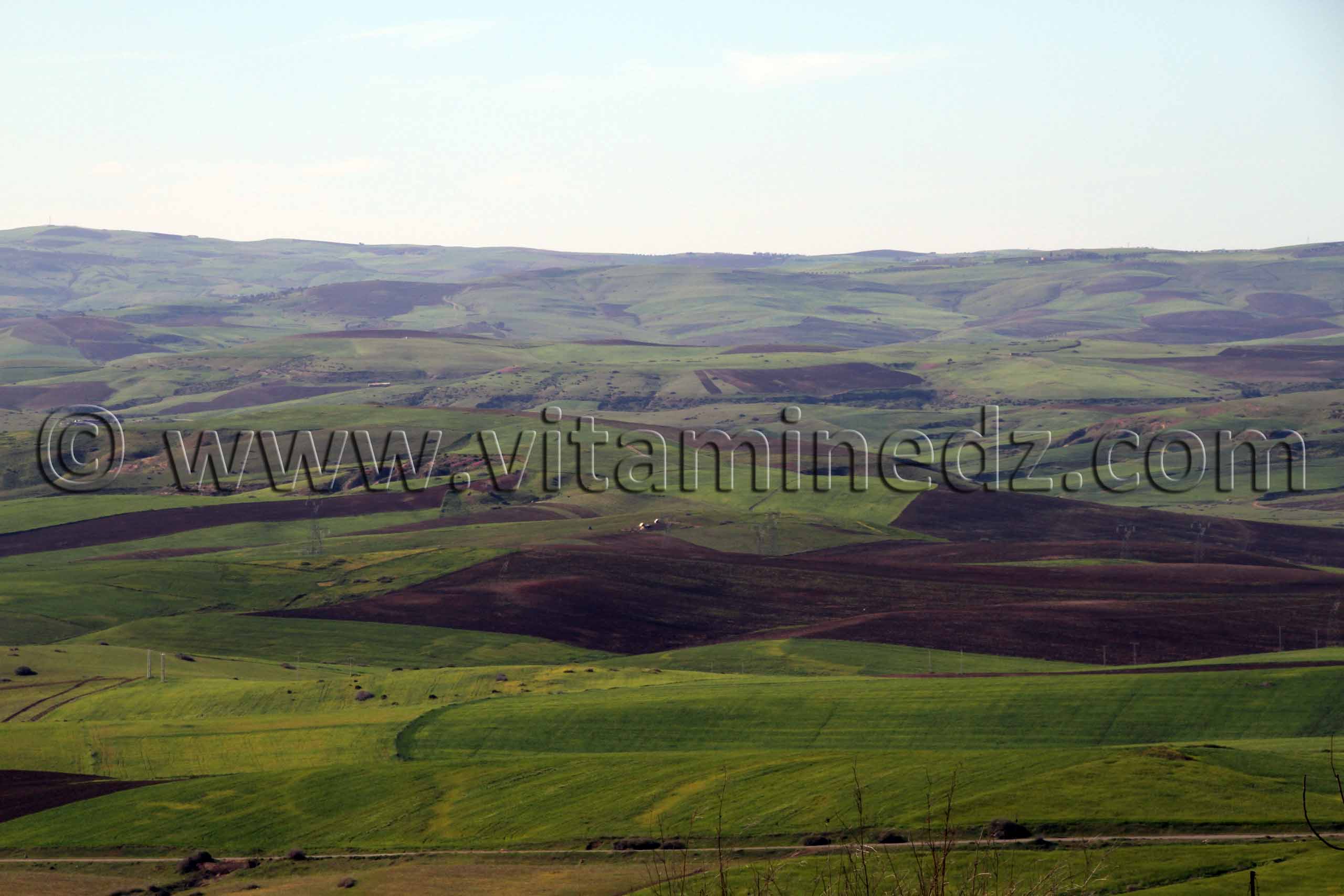 Paturages Ain Nehala - commune de Ain Nekrouf