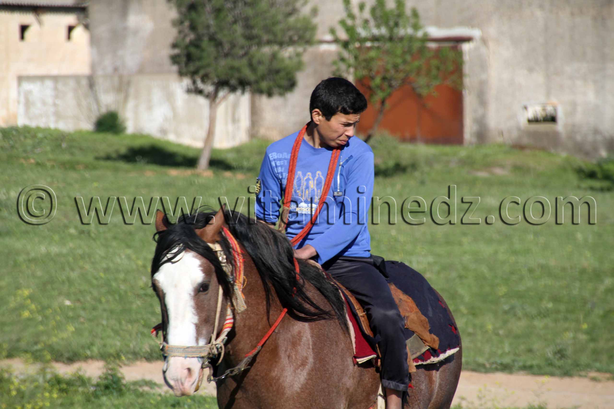 Cavalier - commune de Ain Nekrouf