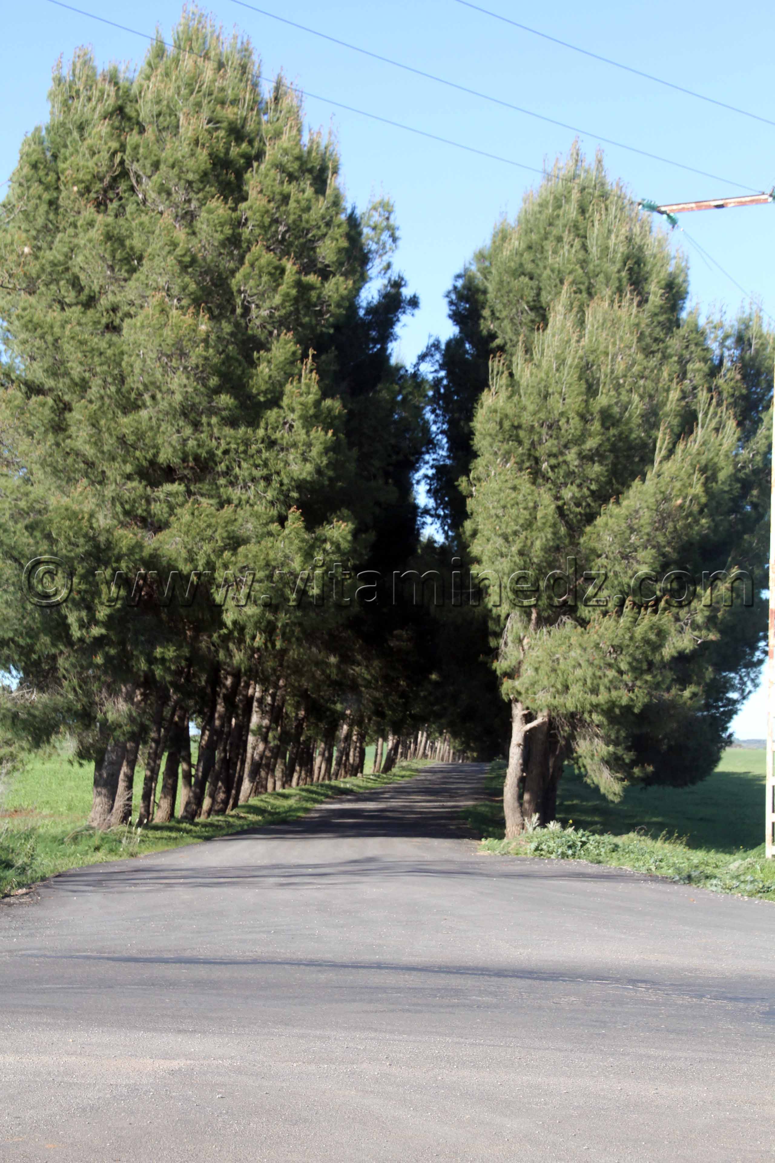 Sidi Belabbes - Commune de Sidi Daho