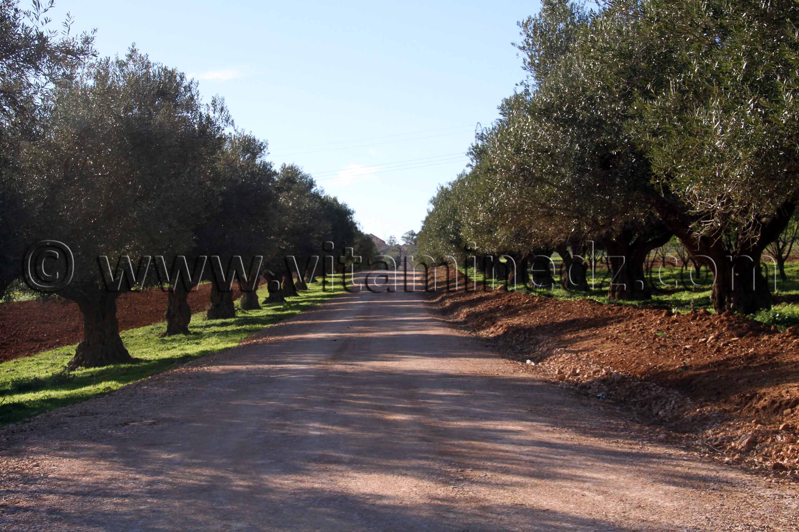 Domaine agricole Commune Sidi Ali Boussidi (Ex Aïn el Hadjar puis Parmentier)