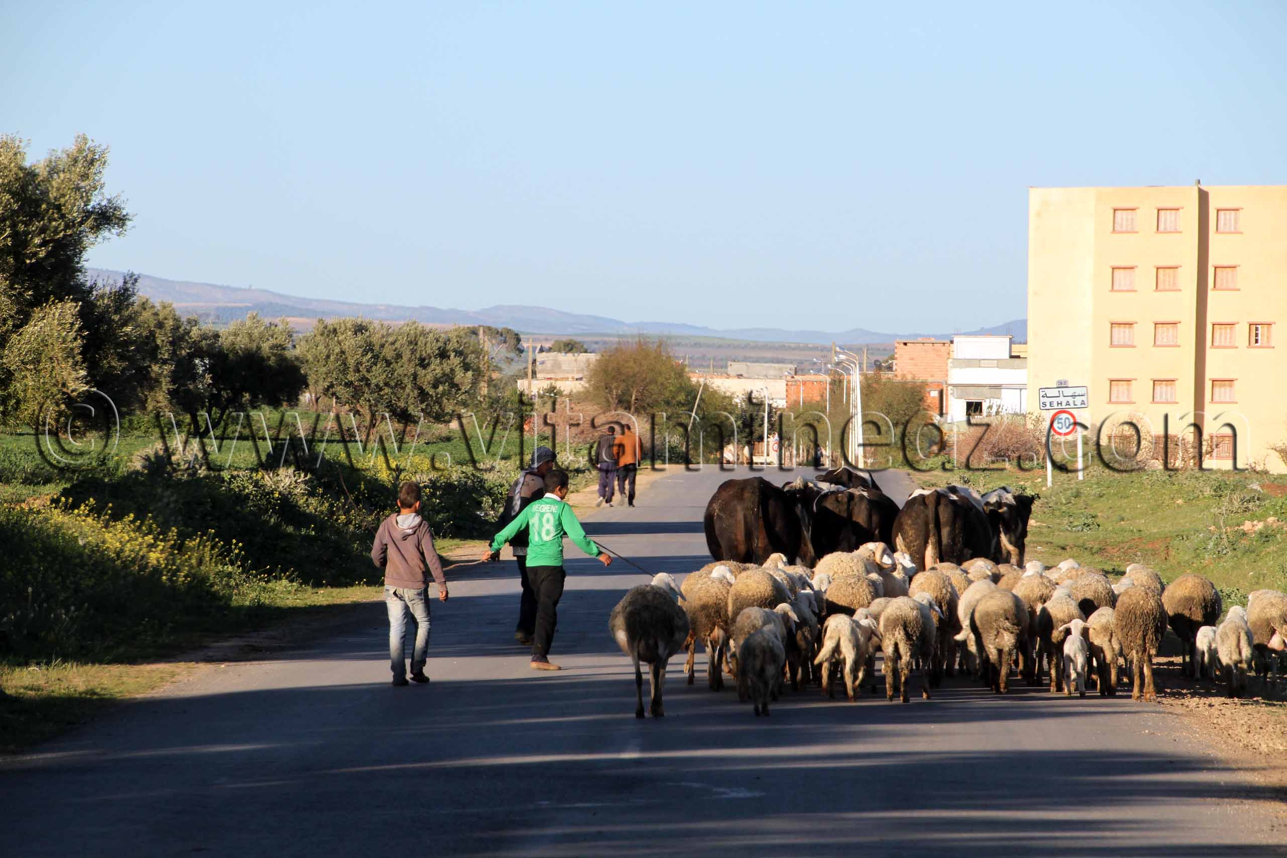 Entrée de Sehala - Sidi Bel Abbes