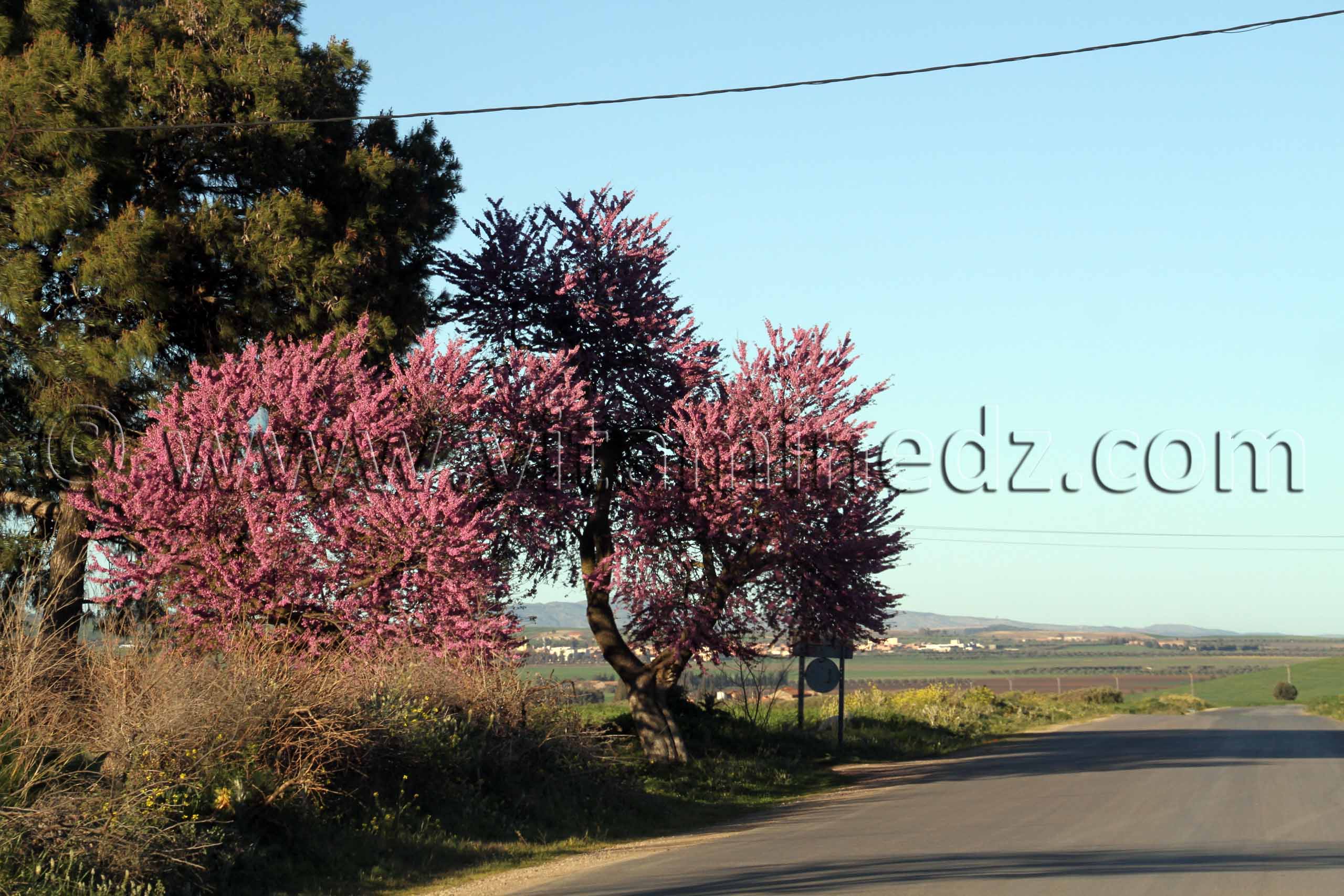 Sidi Bel Abbes - Commune de Sehala