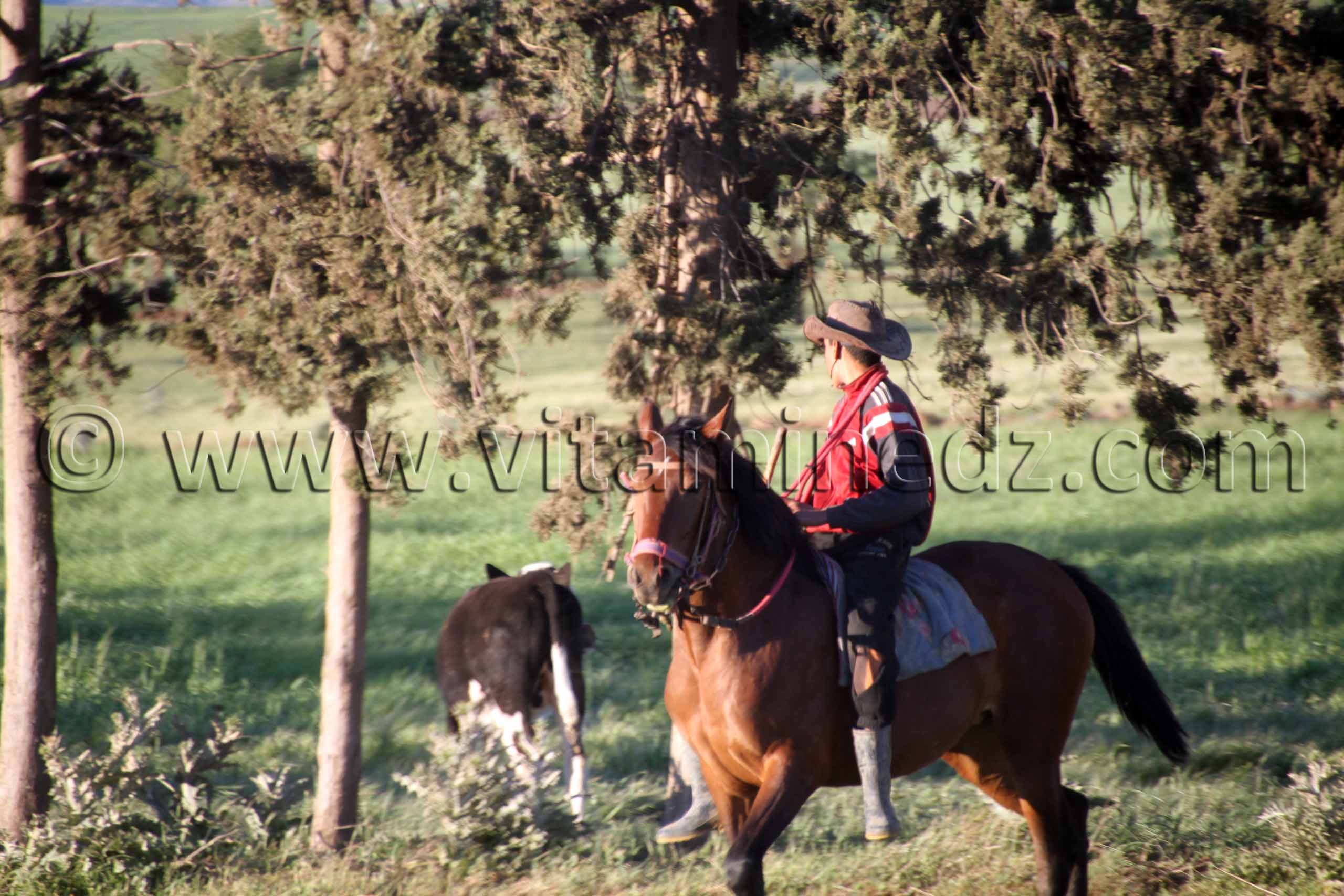 Berger à Cheval commune Sidi Hmadouche Sidi Bel Abbes