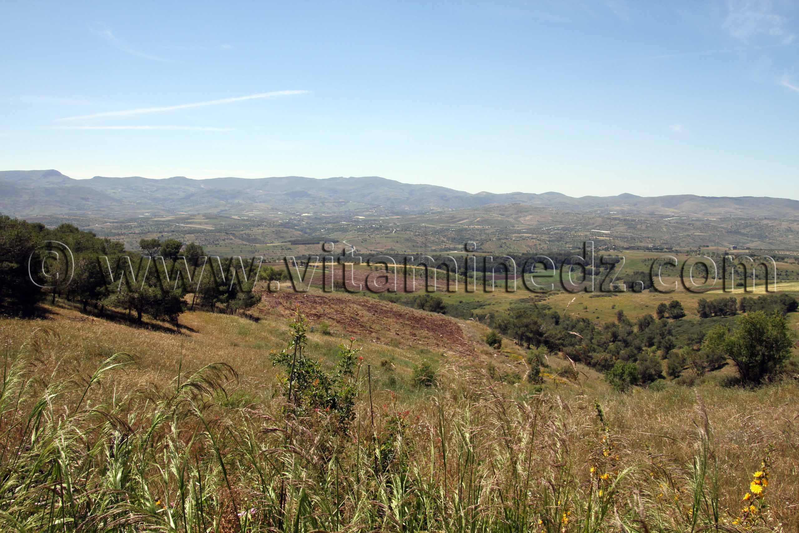 Tlemcen - Agriculture Commune de Tient (Tienet ou Tianet)