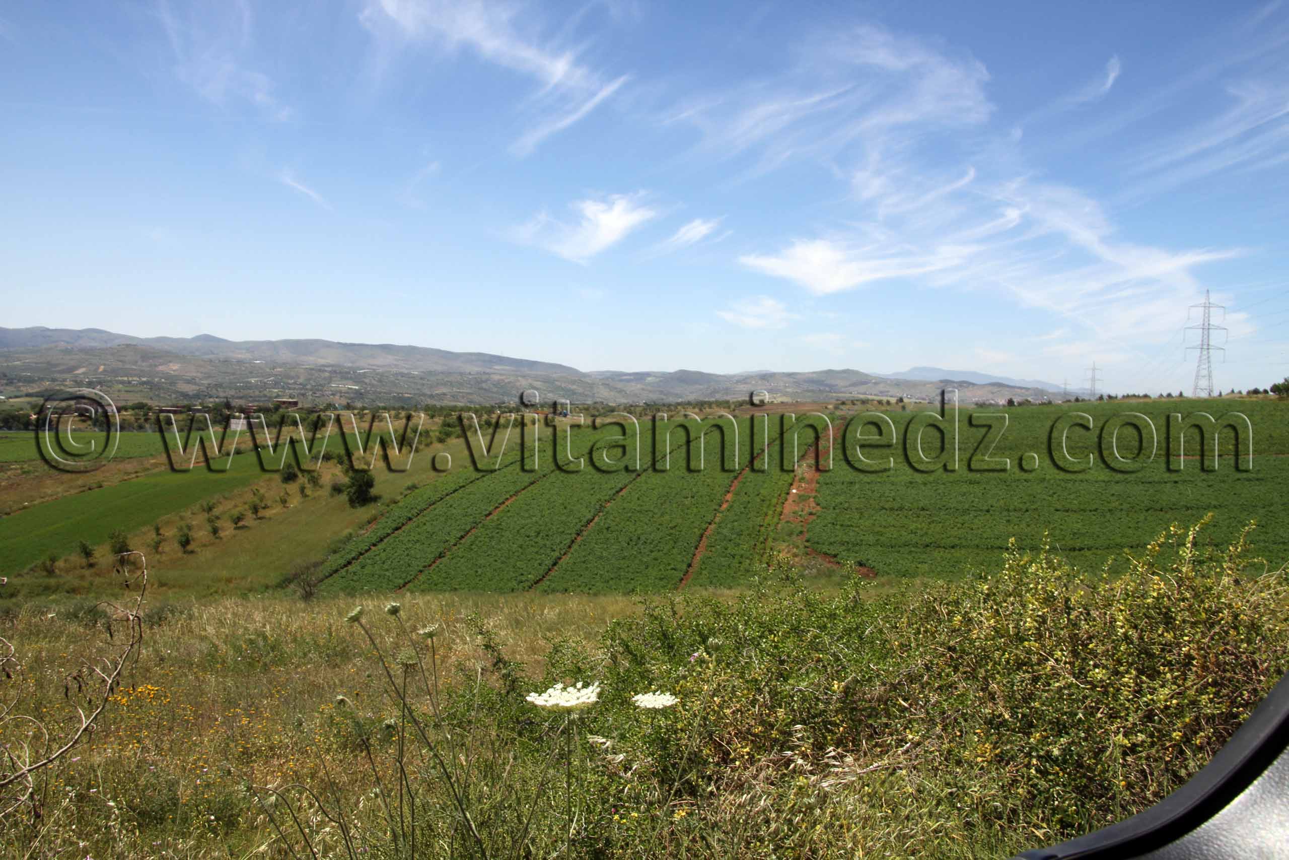 Tlemcen - Commune agricole de Tient (Tienet ou Tianet)