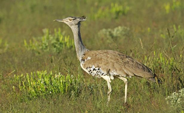 Planète - Un prince saoudien accusé d’avoir braconné plus de 2.000 oiseaux protégés