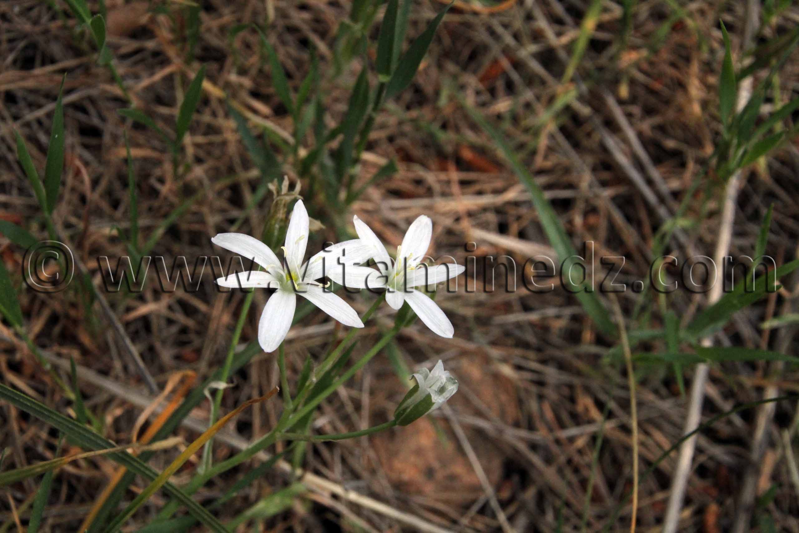 Fleurs sauvages de Tlemcen, Ain El Mouhadjer, Fôret d'El Attar