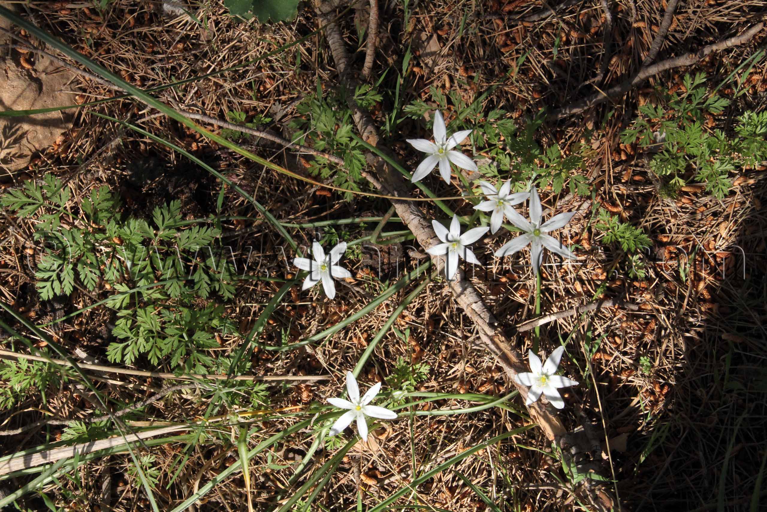 Fleurs sauvages de Tlemcen, Ain El Mouhadjer, Fôret d'El Attar