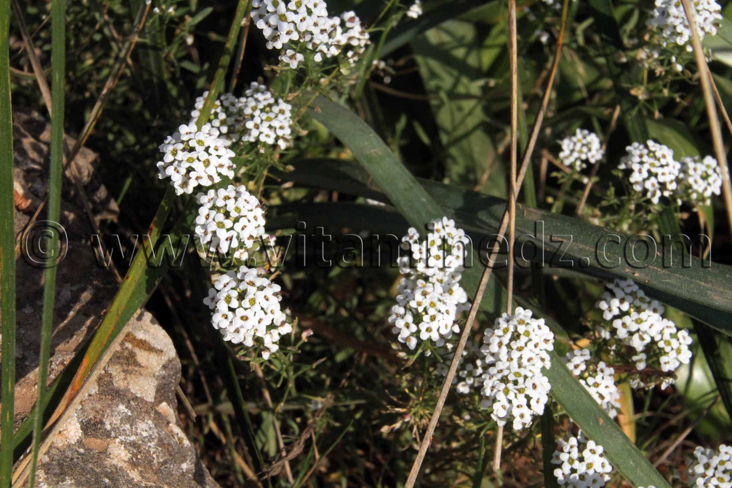 Fleurs sauvages de Tlemcen, Ain El Mouhadjer, Fôret d'El Attar