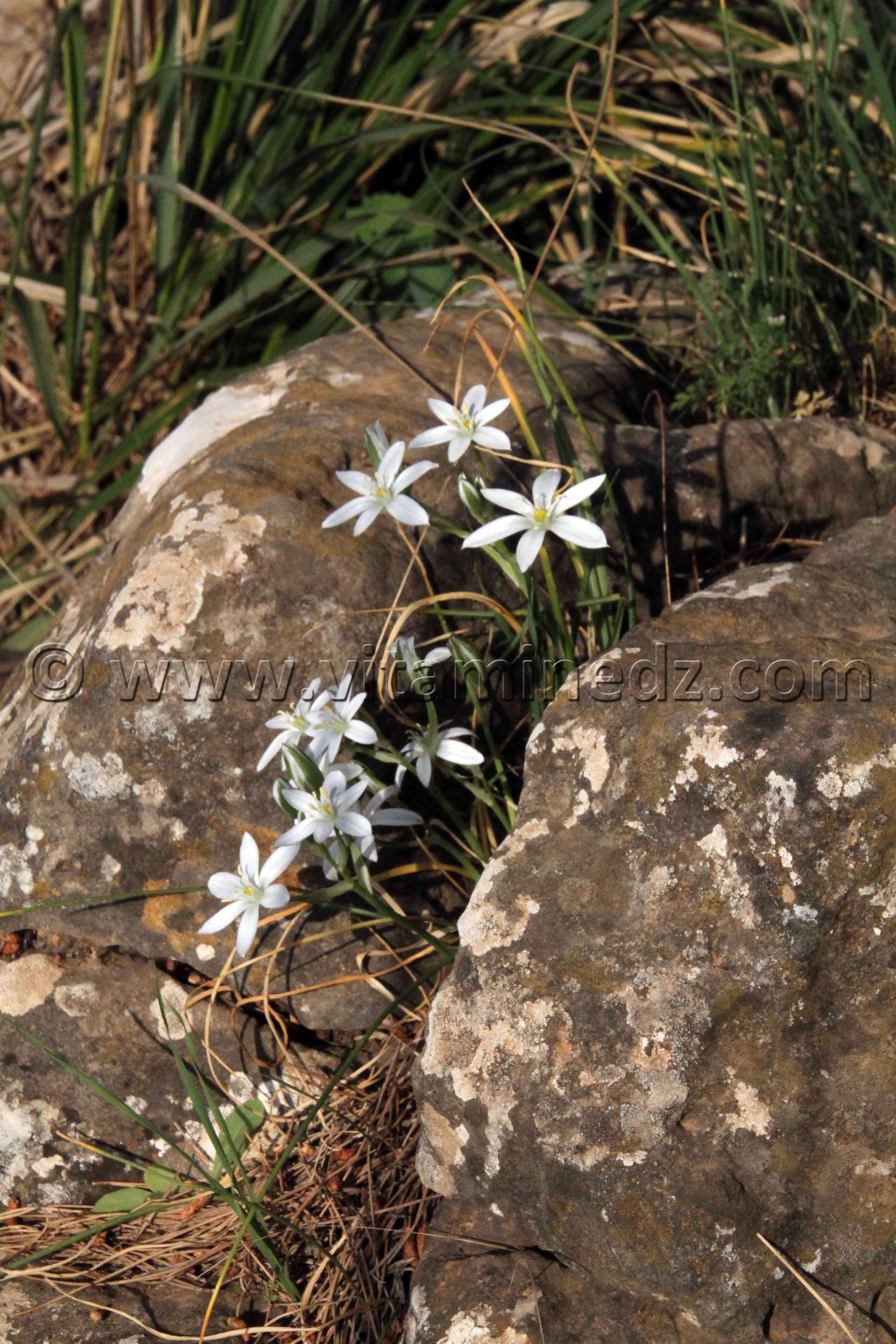 Narcisses sauvages de Tlemcen, Ain El Mouhadjer, Fôret d'El Attar