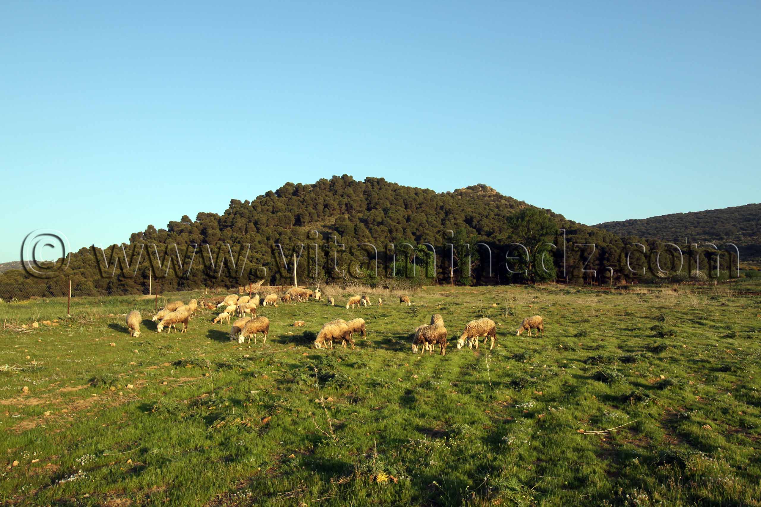 Tlemcen, Troupeau de moutons Ain El Mouhadjer, Fôret d'El Attar