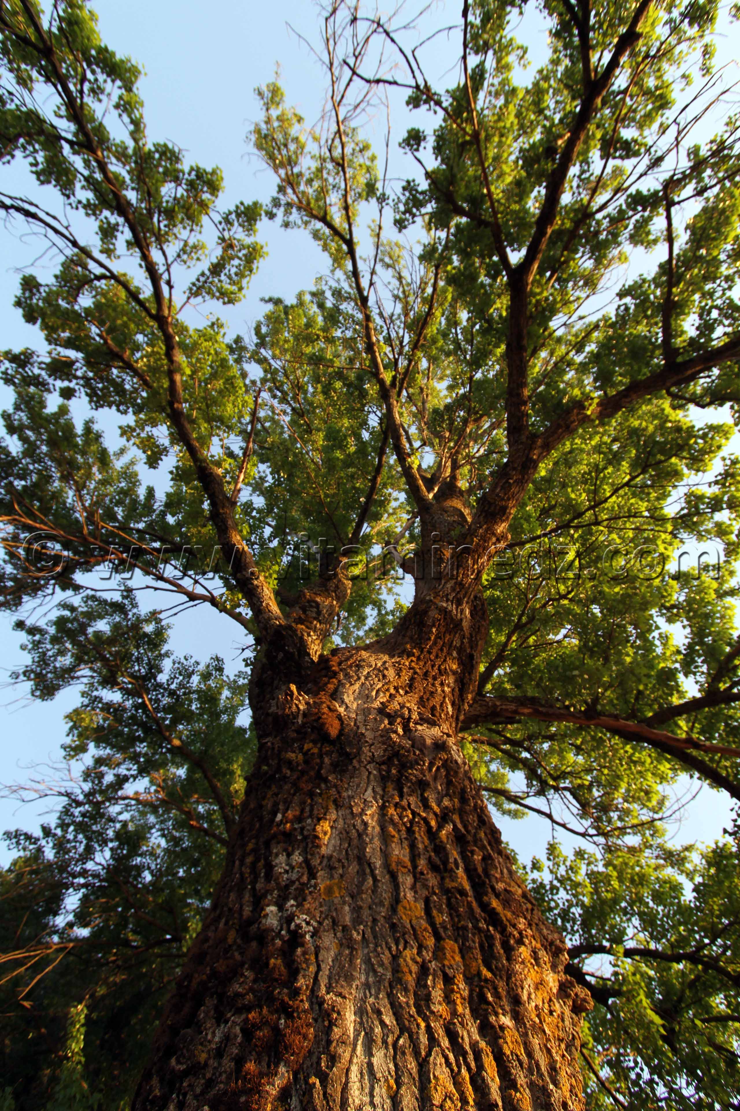 Tlemcen, Chêne géant Ain El Mouhadjer, Fôret d'El Attar