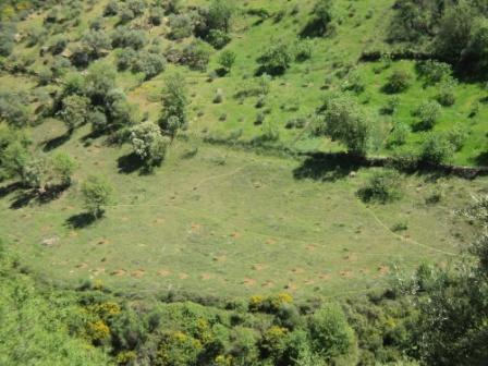 La nature  au printemps
