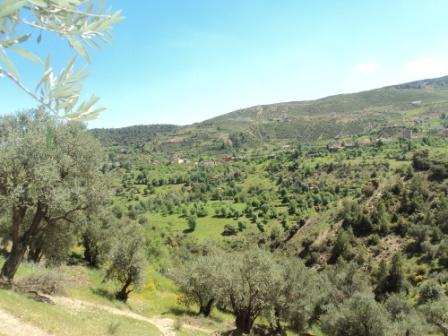 La nature  au printemps