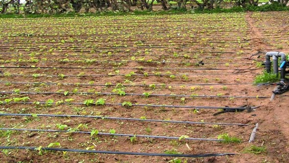 Extension des superficies irriguées par le goutte-à-goutte à M’sila