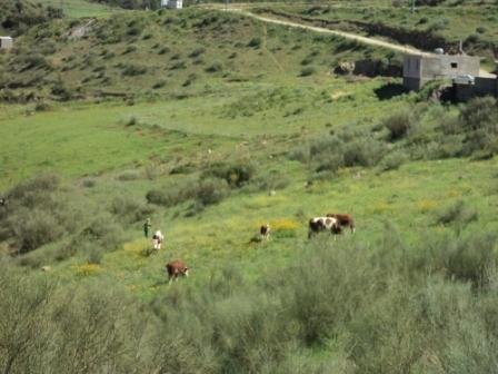 La nature  au printemps