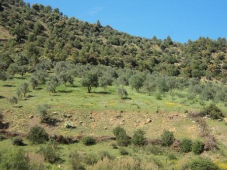 La nature  au printemps