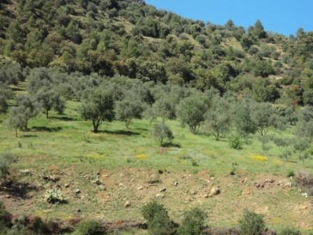 La nature  au printemps