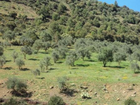 La nature  au printemps