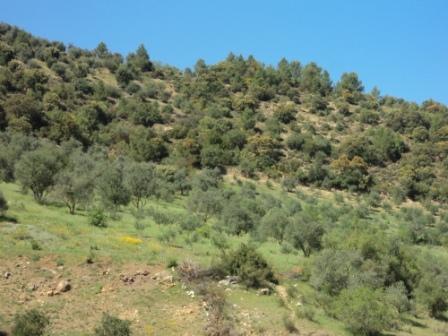 La nature  au printemps