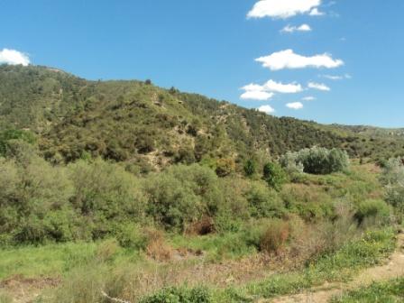 La nature  au printemps