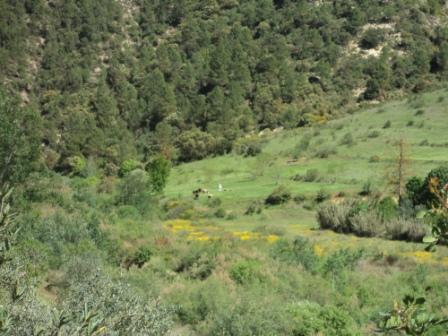 La nature  au printemps