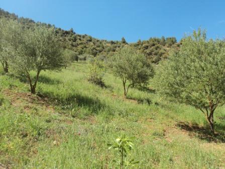 La nature  au printemps