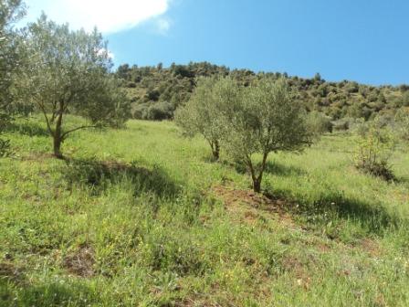 La nature  au printemps