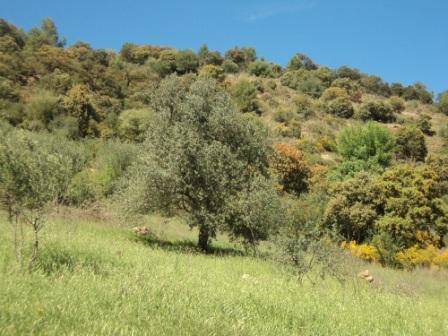 La nature  au printemps