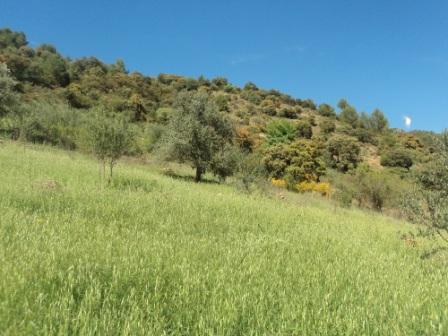 La nature  au printemps